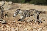 WHIPPET 141